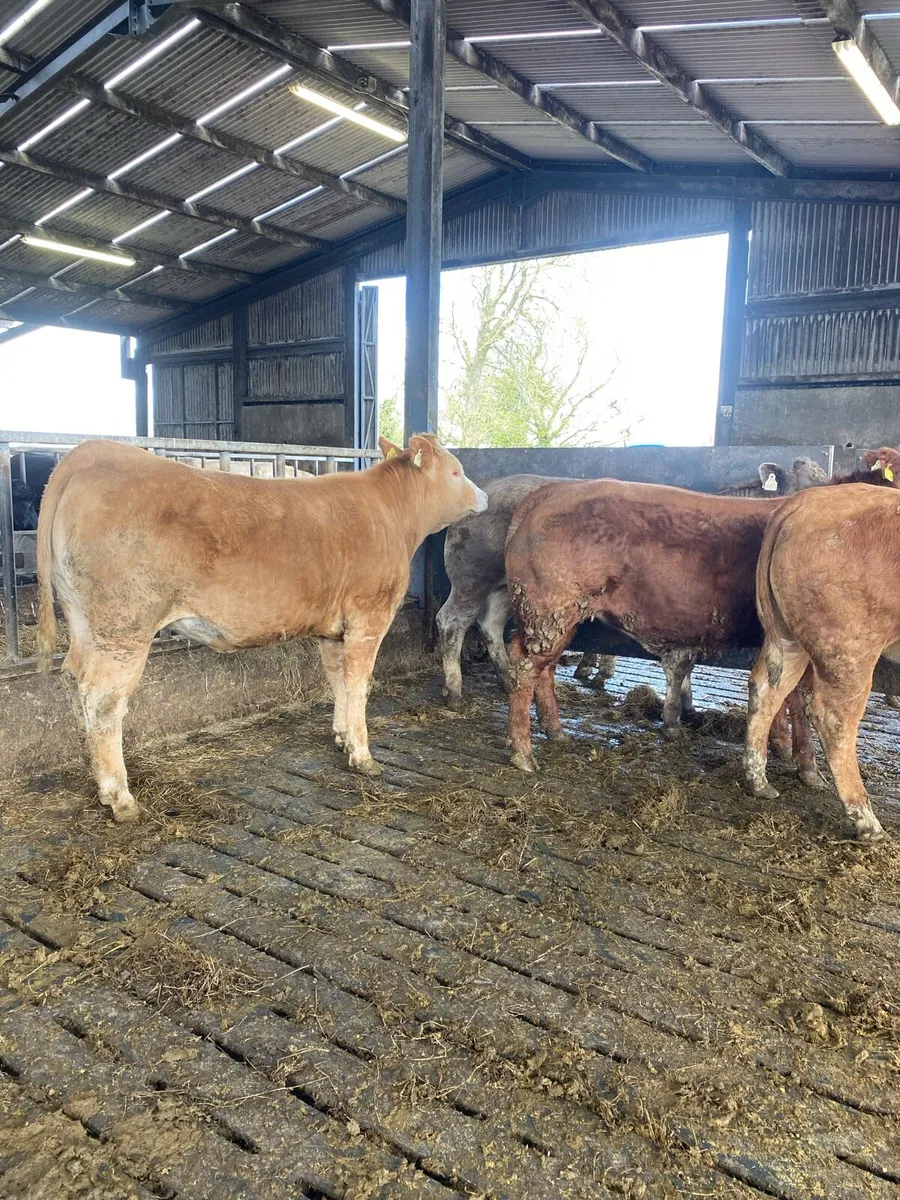 Ai heifers for sale today - Image 2
