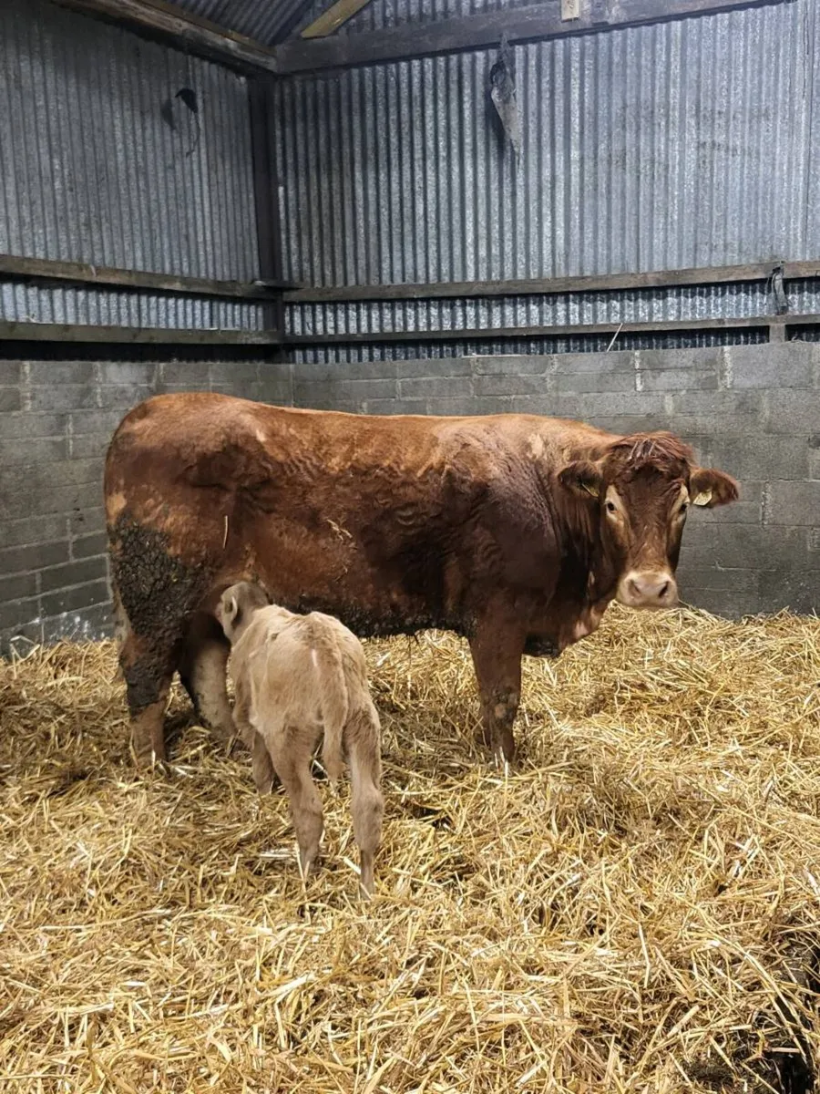 Super First calved heifer - Image 1