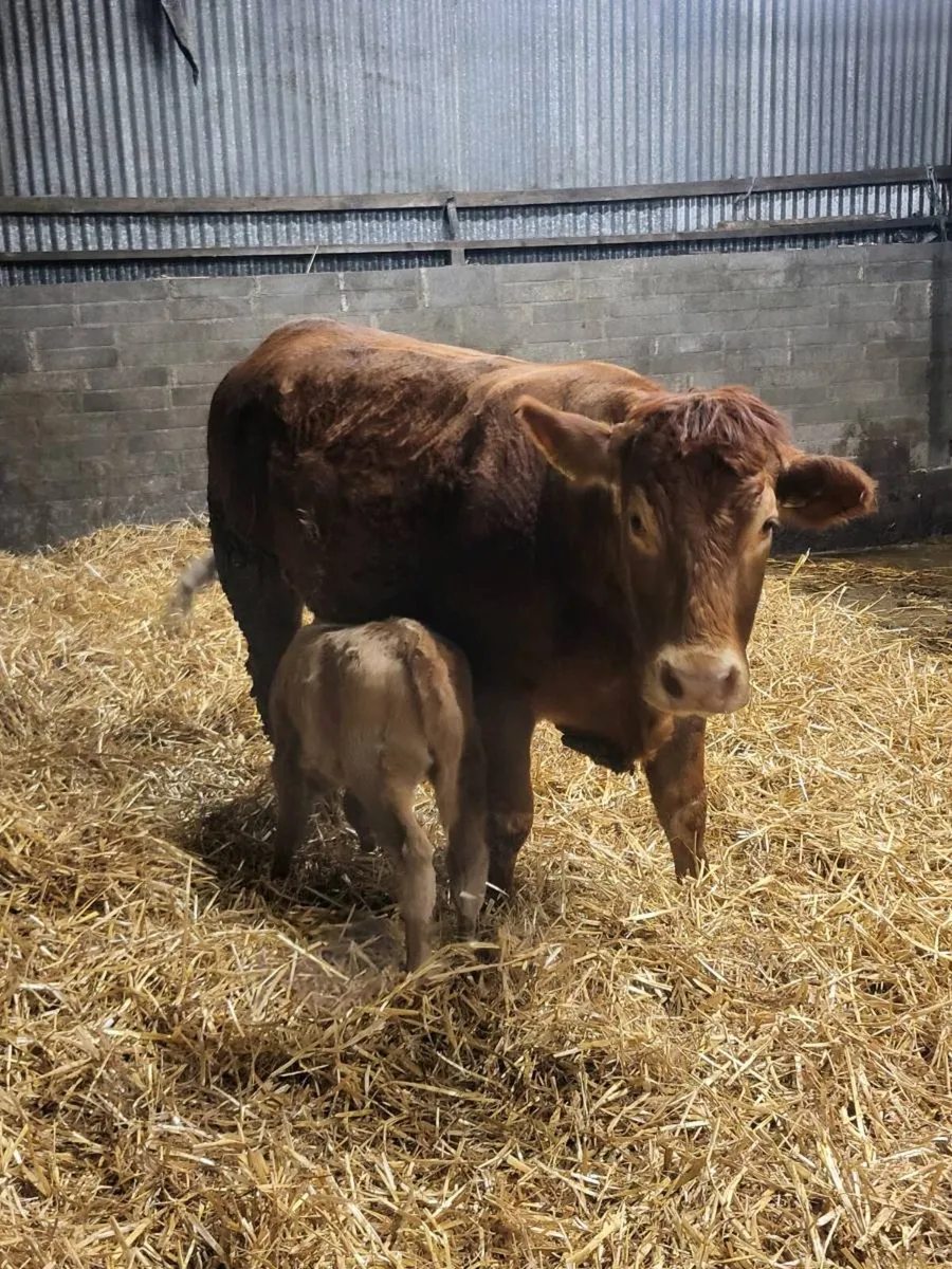 Super First calved heifer - Image 2