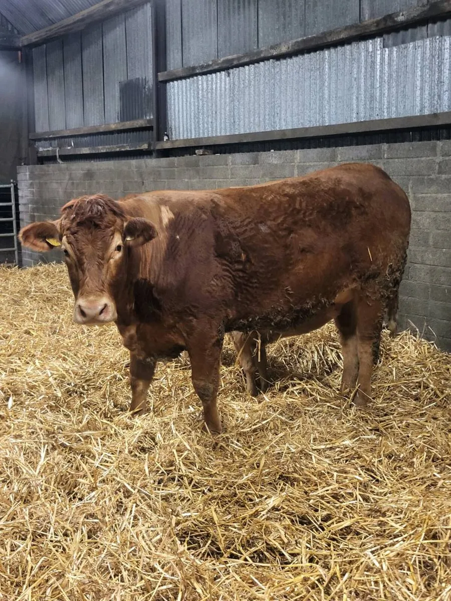 Super First calved heifer - Image 3