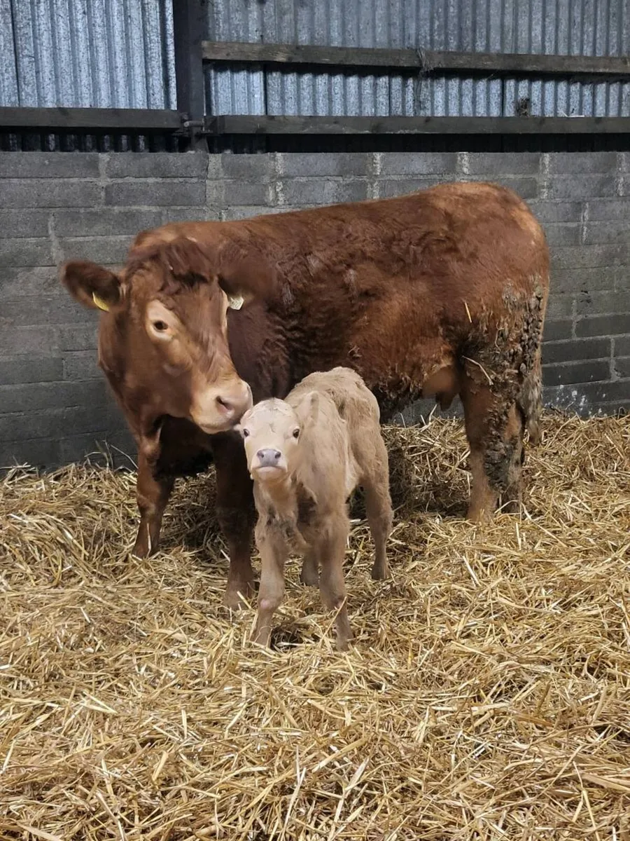 Super First calved heifer - Image 4