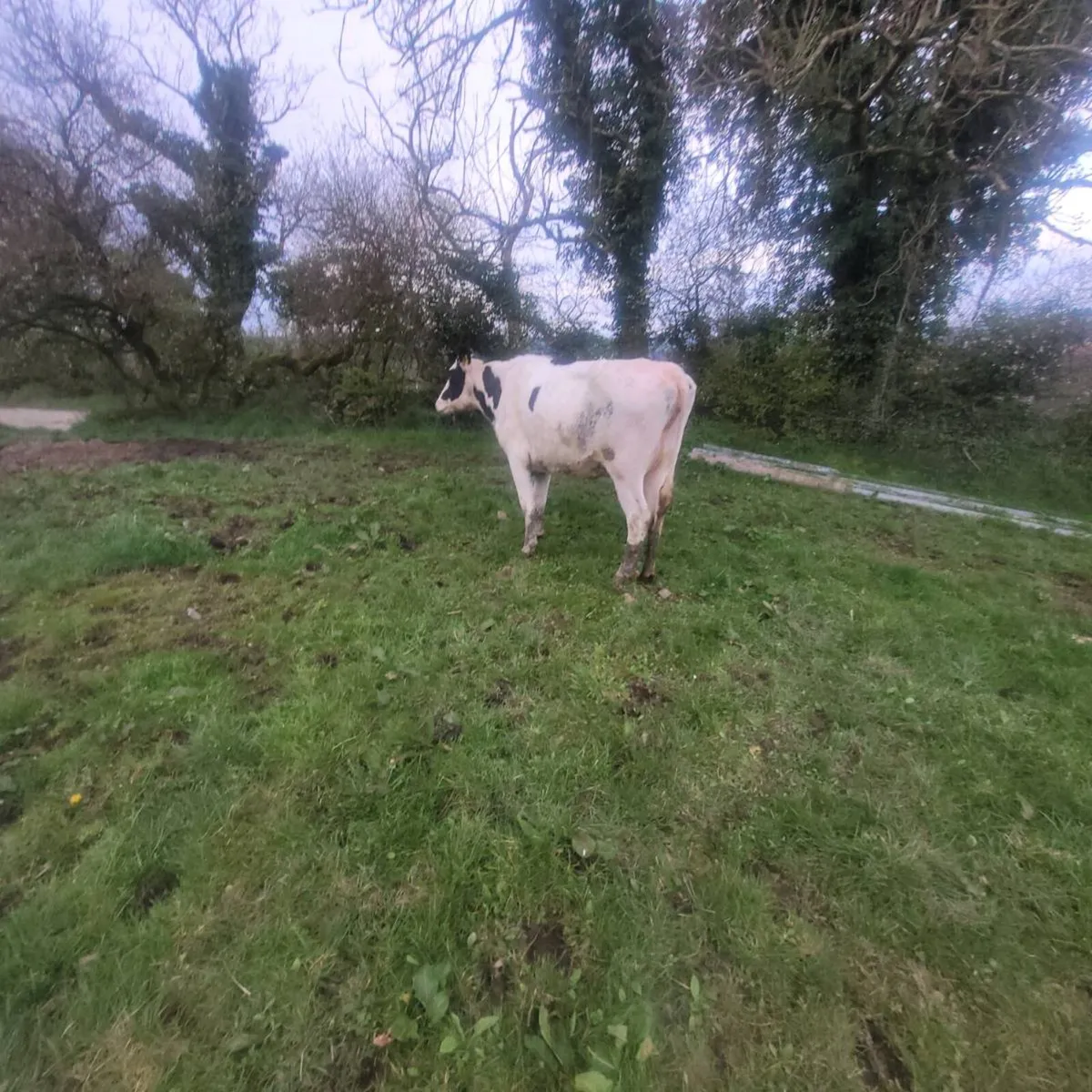 Milking heifer - Image 1