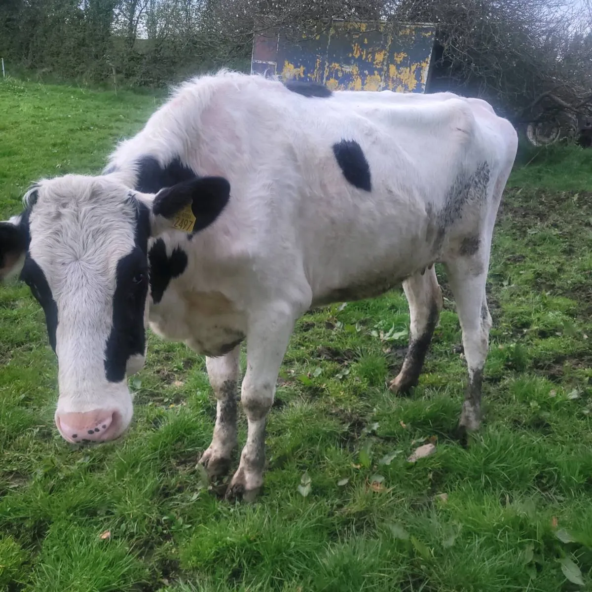 Milking heifer - Image 2