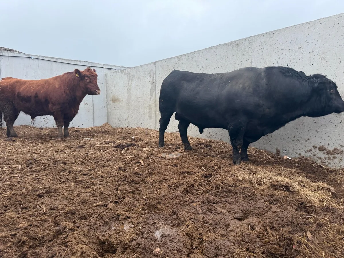 3 year old Red & Black Angus bulls - Image 1