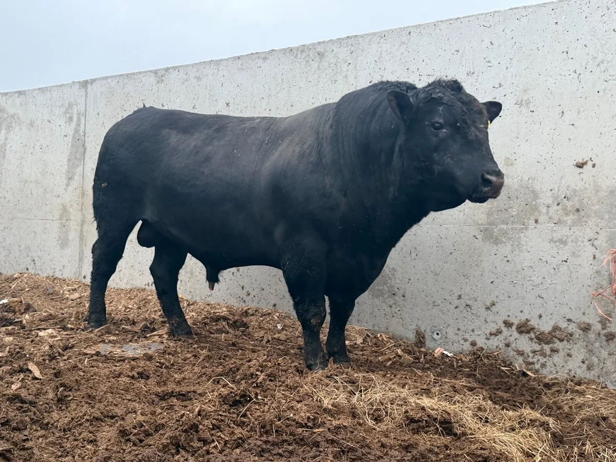 3 year old Red & Black Angus bulls - Image 2
