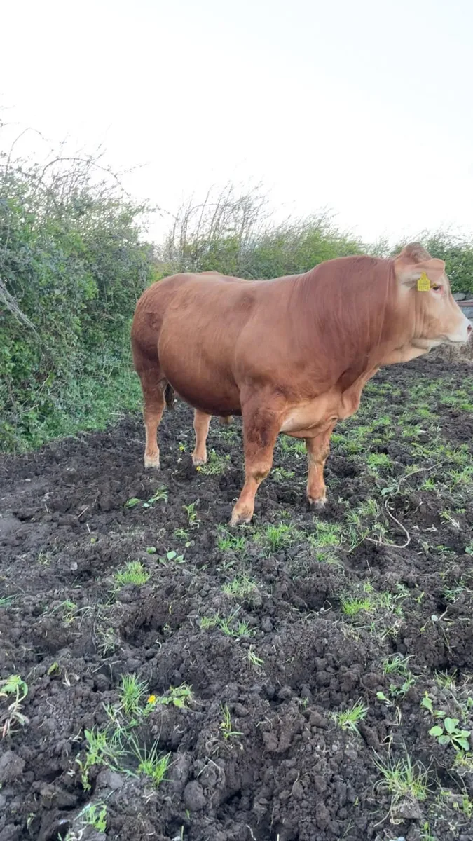 PB Limousin Bulls - Image 1