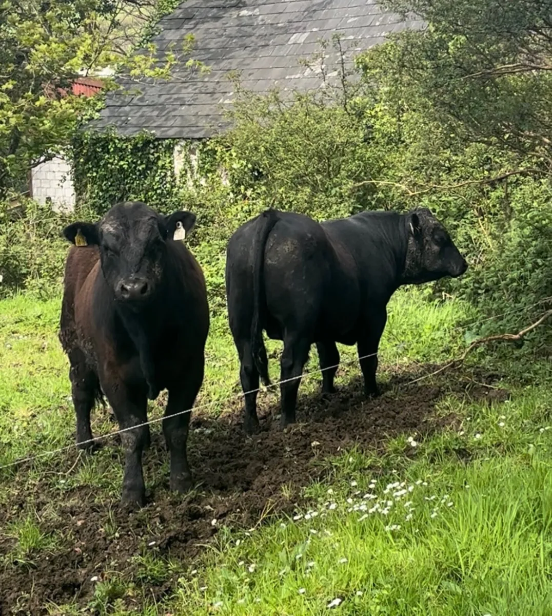 5 STAR PEDIGREE AA Bulls