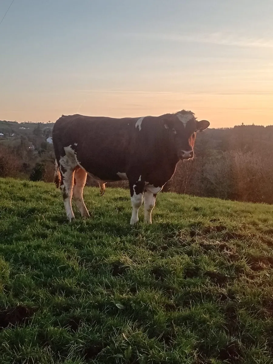 Dairy  bull - Image 1