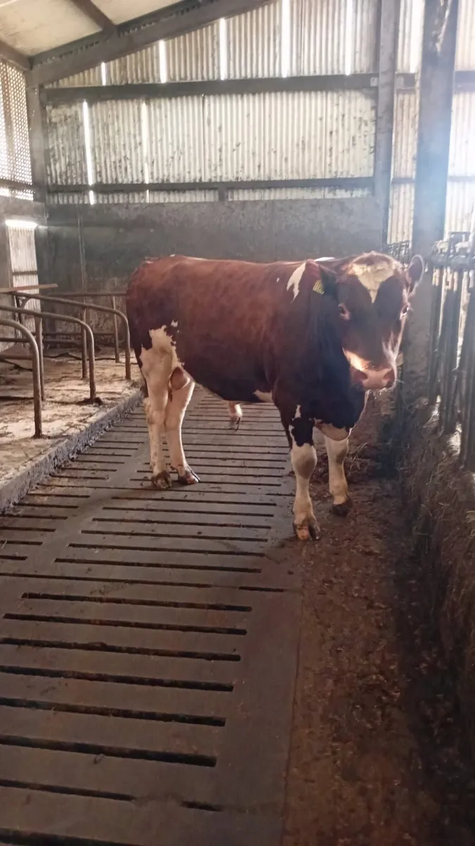 Dairy  bull - Image 2