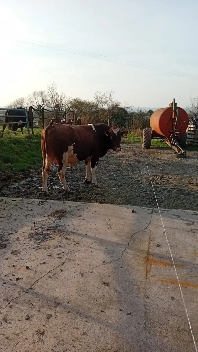 Dairy  bull - Image 4