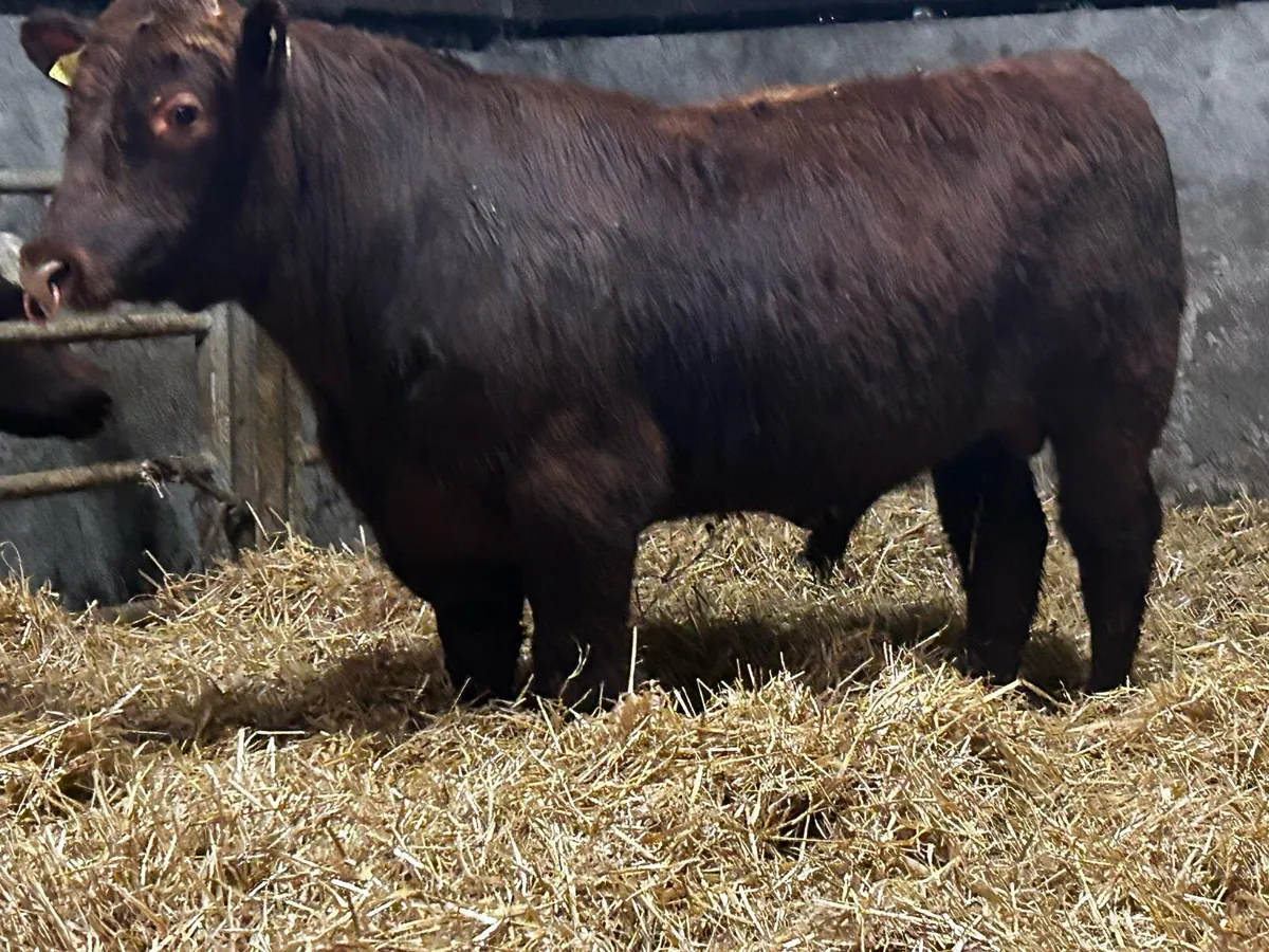 Super 5 Star Pedigree Shorthorn Bull SCEP Eligble - Image 1