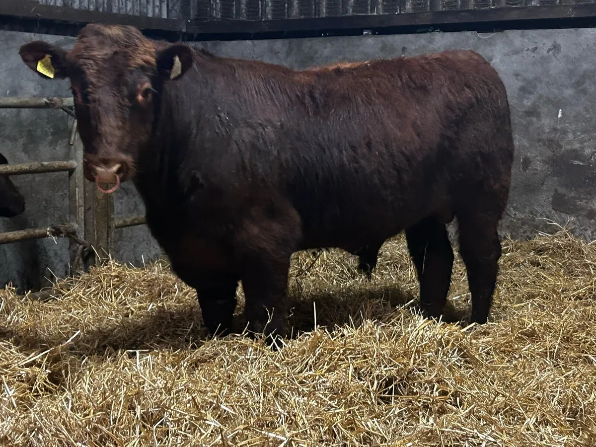 Super 5 Star Pedigree Shorthorn Bull SCEP Eligble - Image 2