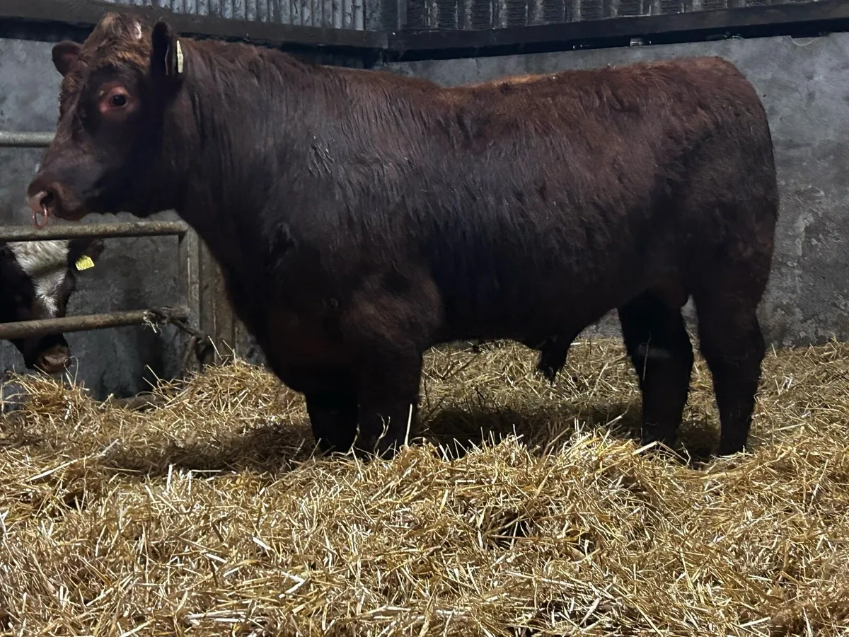 Super 5 Star Pedigree Shorthorn Bull SCEP Eligble - Image 3