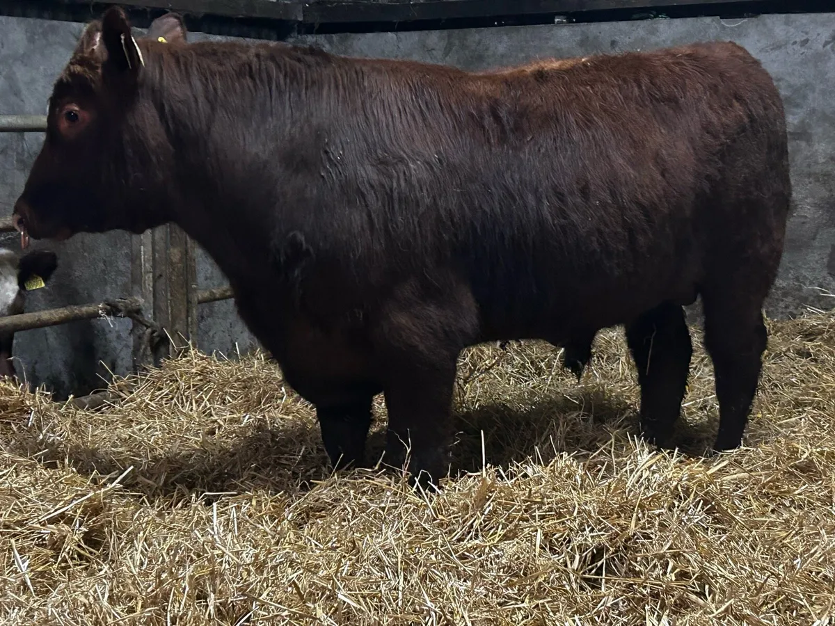 Super 5 Star Pedigree Shorthorn Bull SCEP Eligble - Image 4