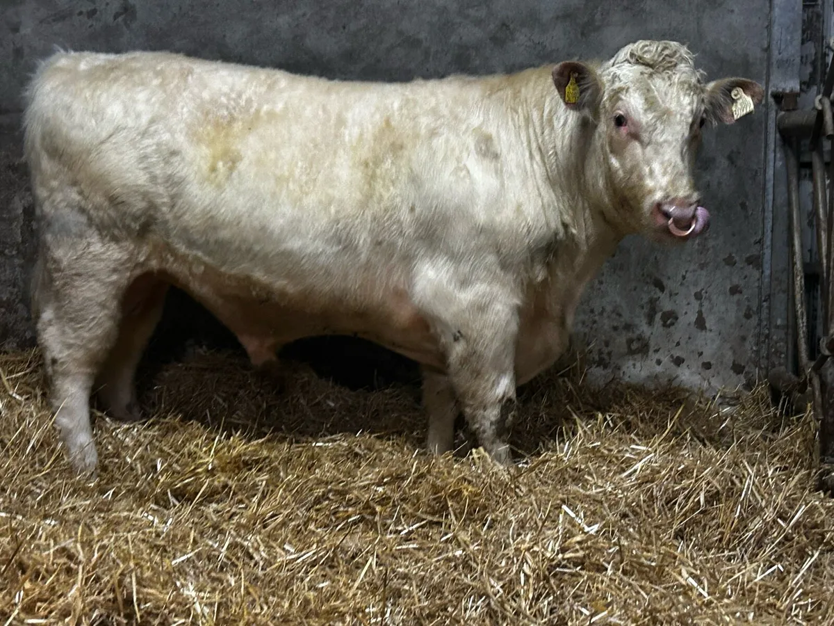 Super 5 Star Pedigree Shorthorn Bull SCEP Eligble - Image 1