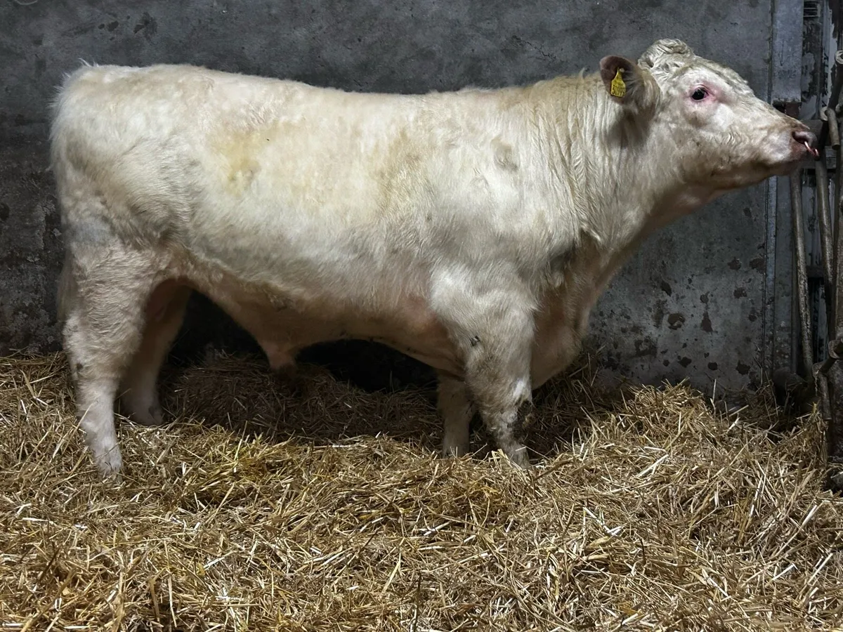 Super 5 Star Pedigree Shorthorn Bull SCEP Eligble - Image 2