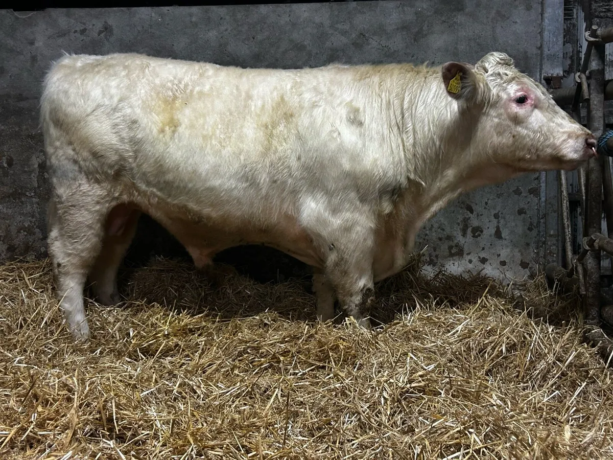 Super 5 Star Pedigree Shorthorn Bull SCEP Eligble - Image 3