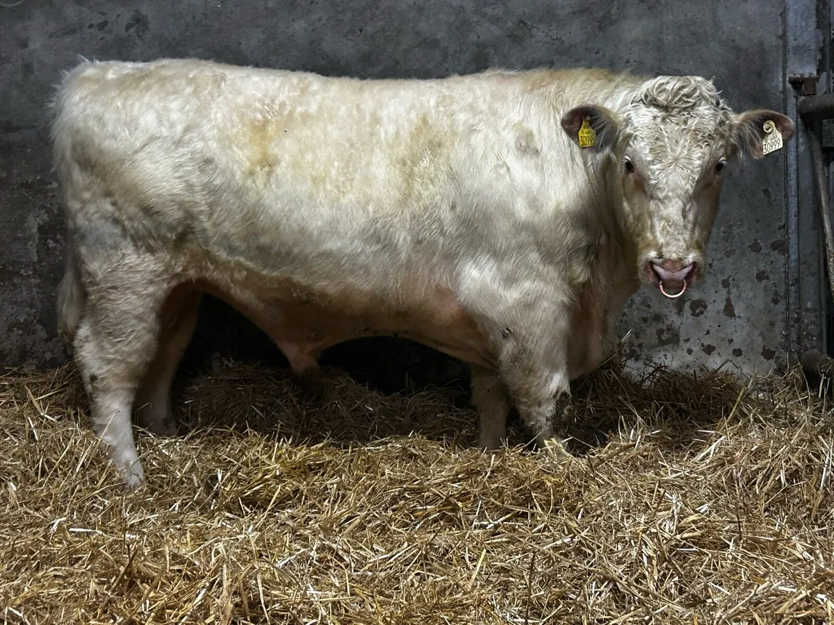 Super 5 Star Pedigree Shorthorn Bull SCEP Eligble - Image 4