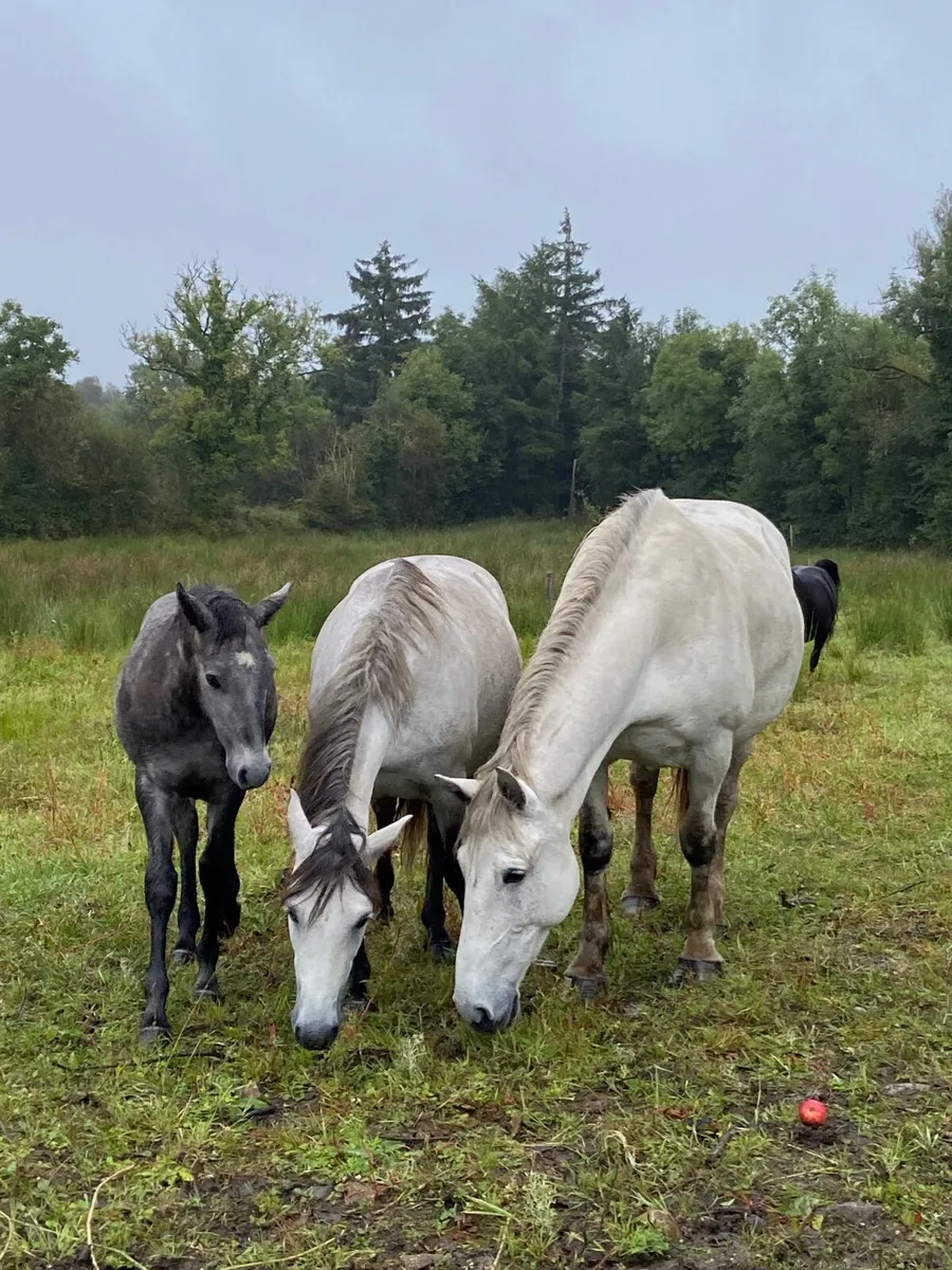 Looking for two easy going oldies for easy life