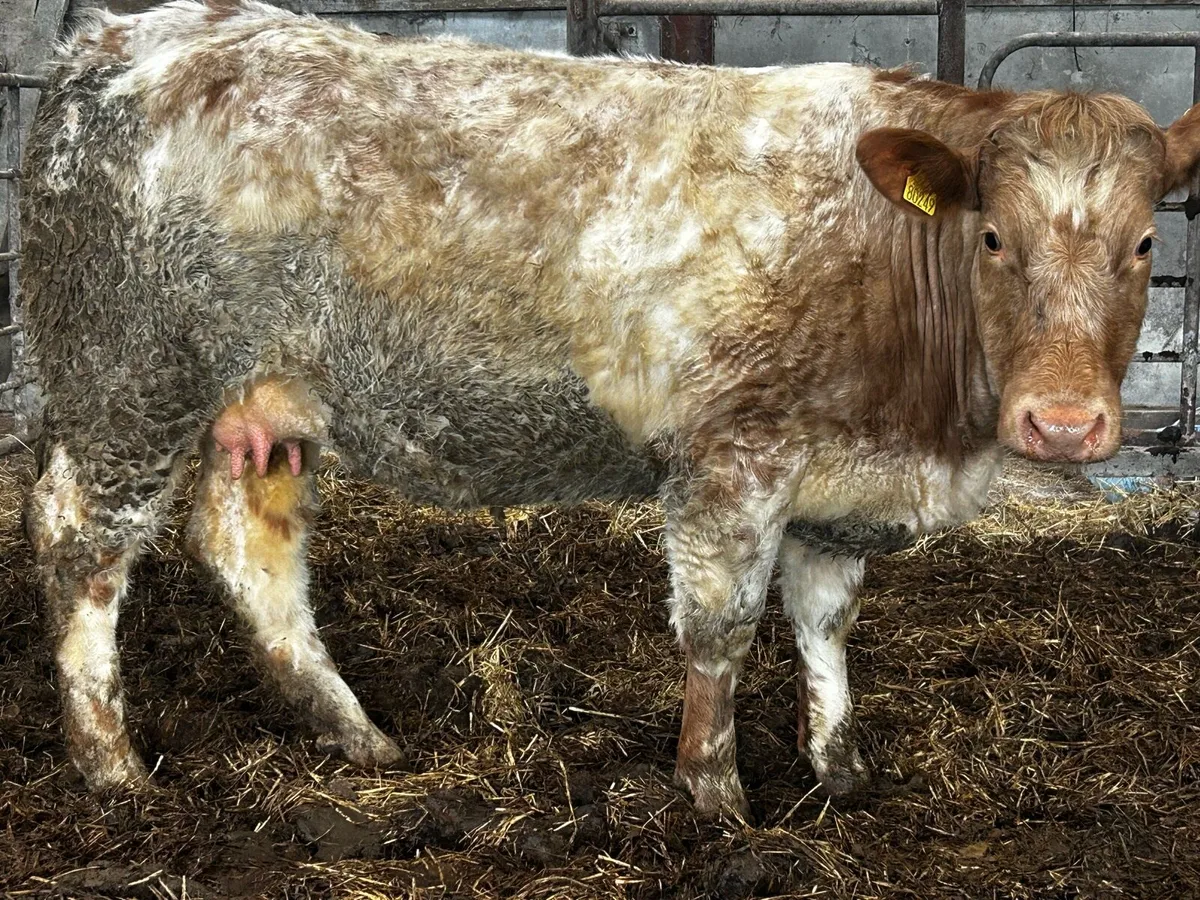 Lovely Roan Springer In-Calf To A.I AA1964 - Image 1