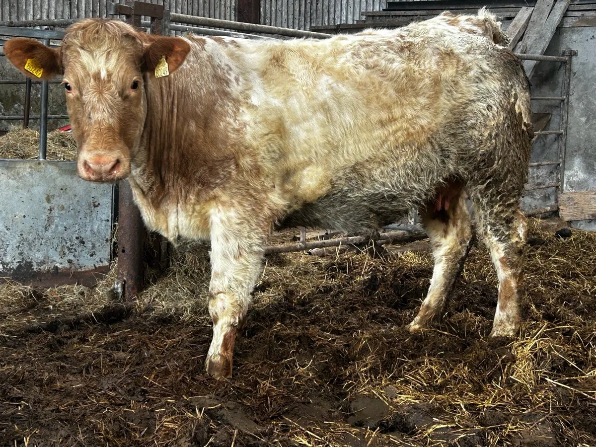 Lovely Roan Springer In-Calf To A.I AA1964 - Image 2