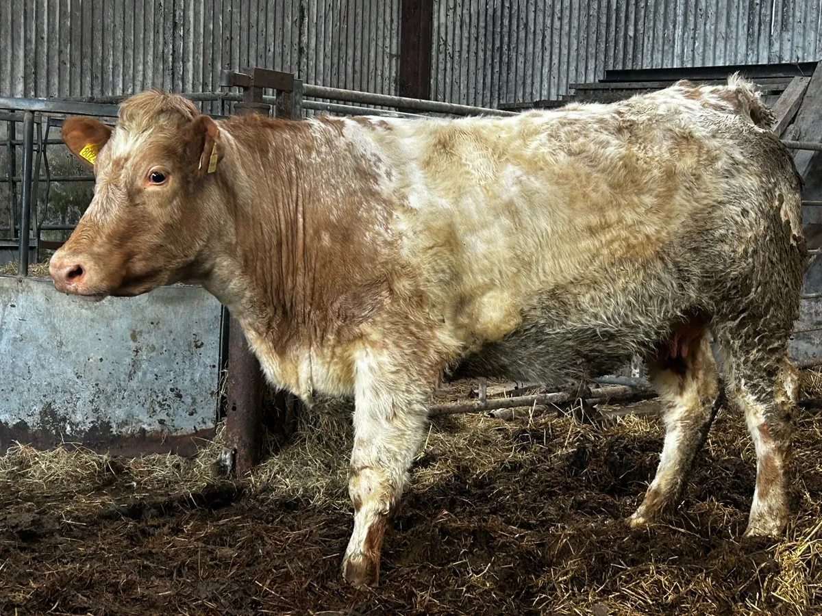 Lovely Roan Springer In-Calf To A.I AA1964 - Image 3