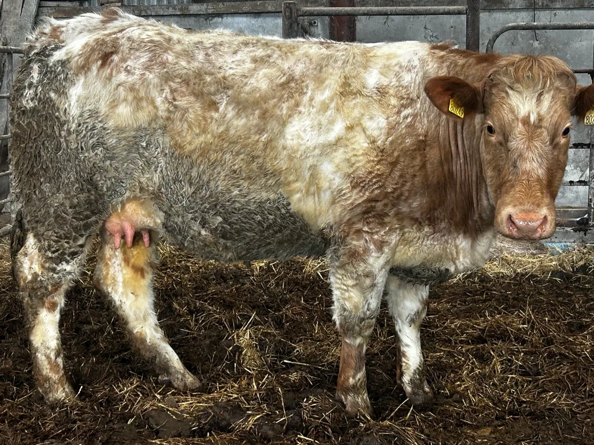 Lovely Roan Springer In-Calf To A.I AA1964 - Image 4