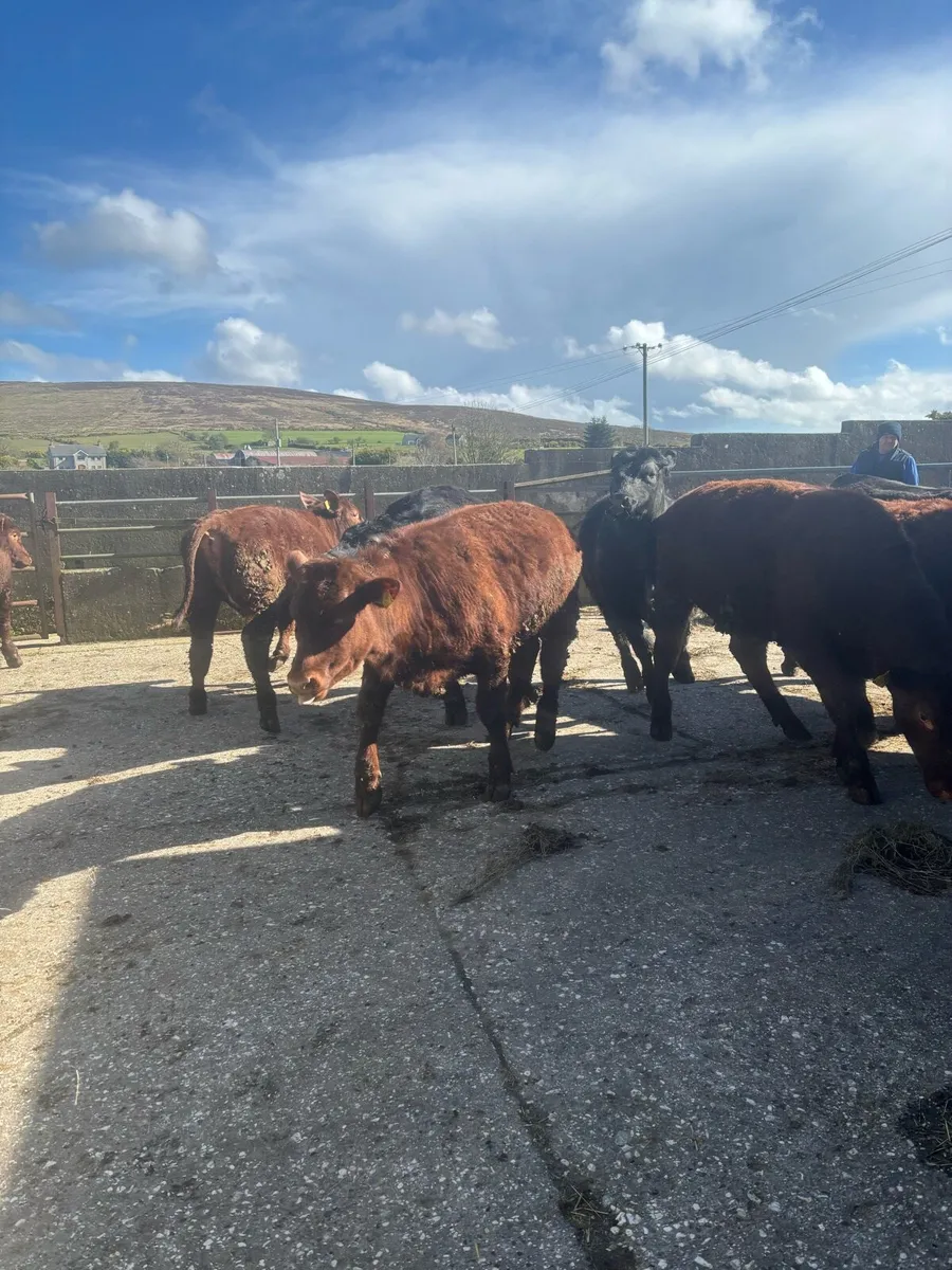 Aberdeen Angus & Beef Shorthorn - Image 1
