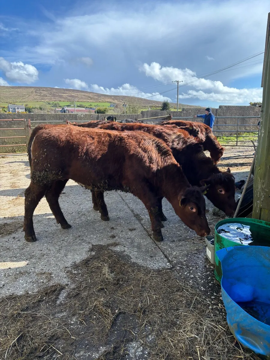 Aberdeen Angus & Beef Shorthorn - Image 2