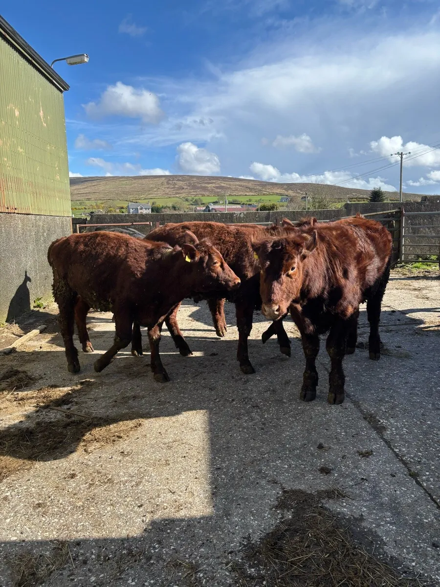 Aberdeen Angus & Beef Shorthorn - Image 4