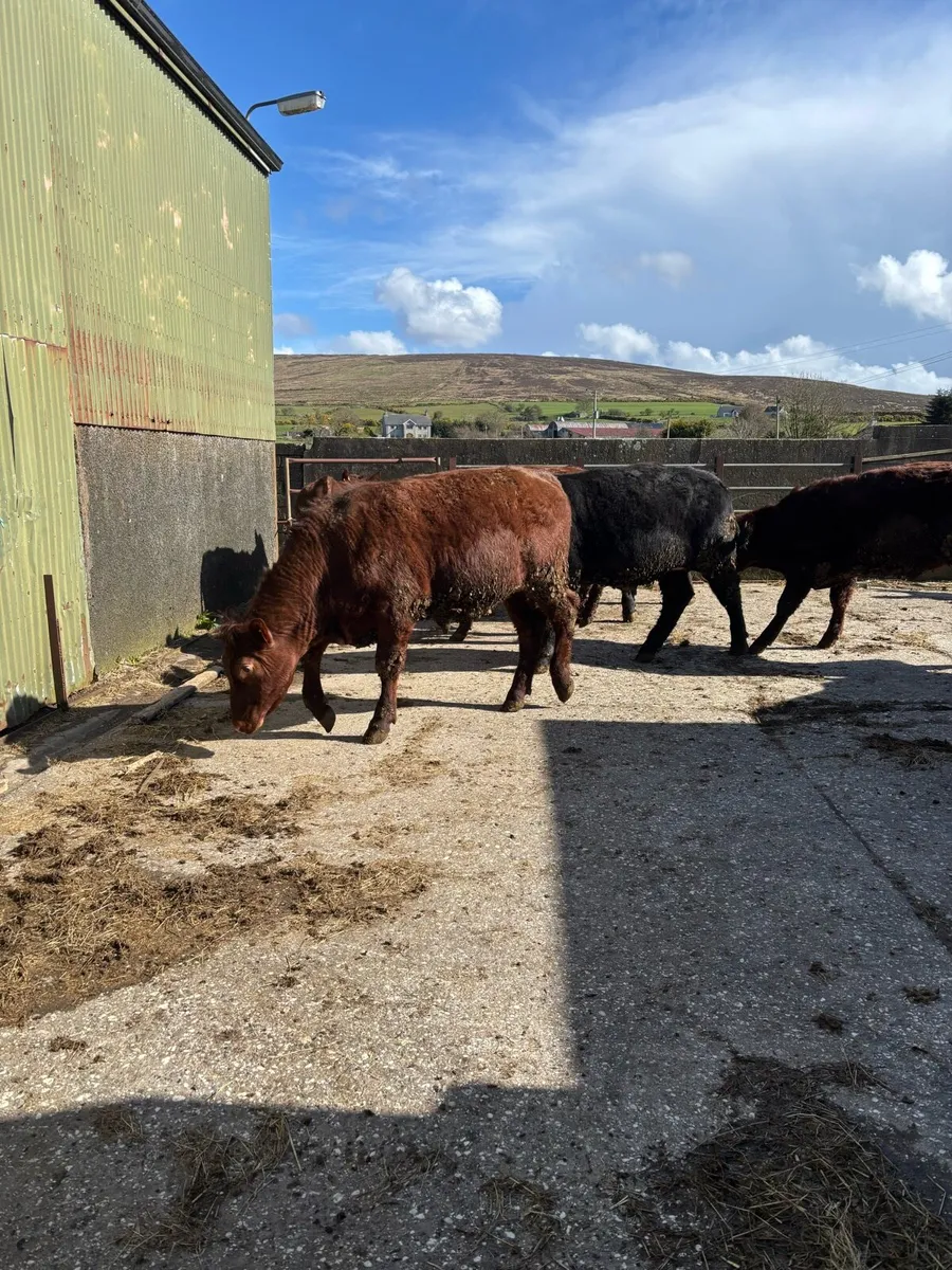 Aberdeen Angus & Beef Shorthorn - Image 3