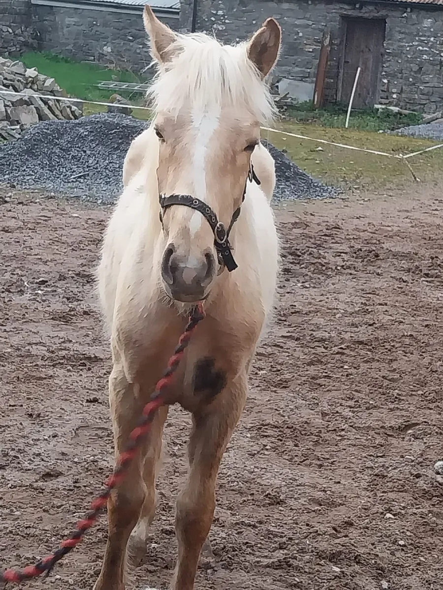 Pallamino filly foal - Image 1
