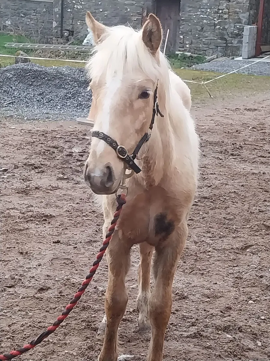 Pallamino filly foal - Image 2