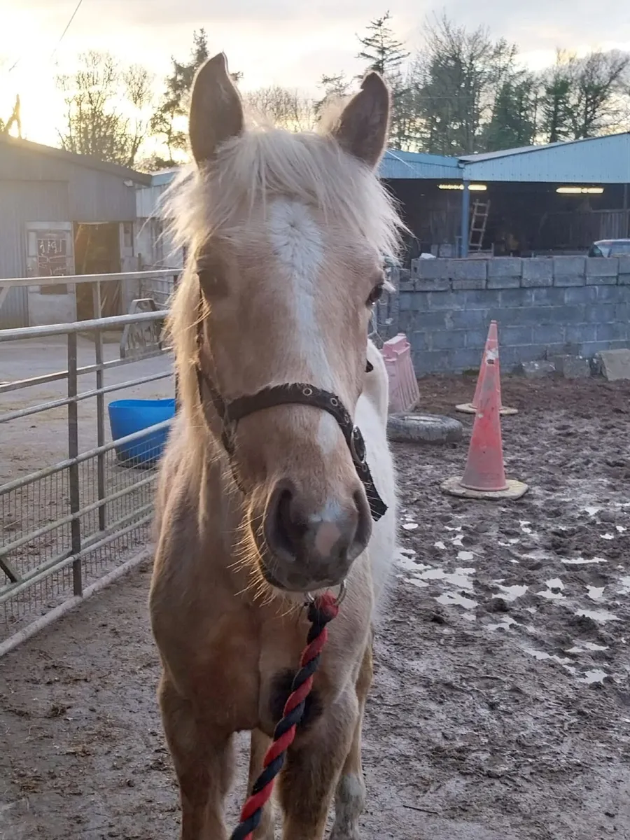 Pallamino filly foal - Image 3