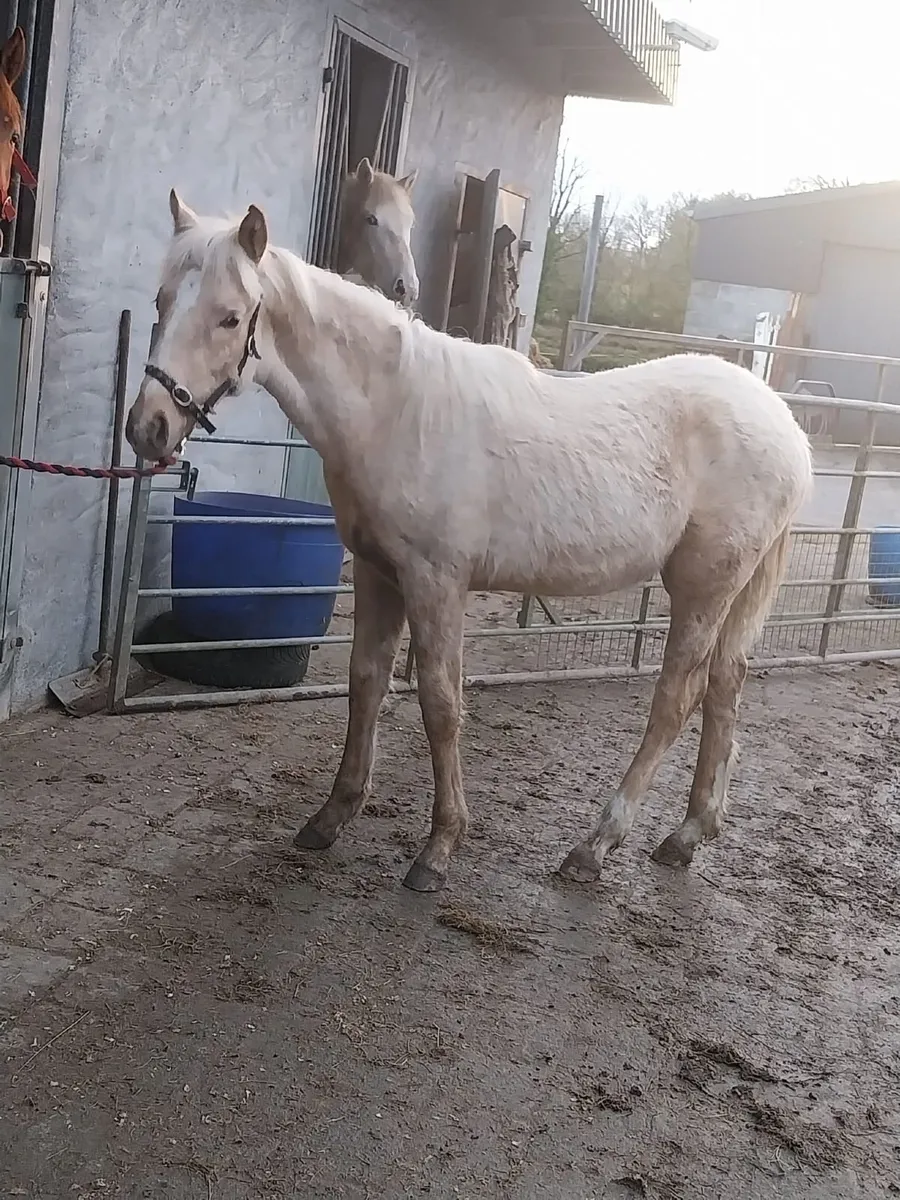 Pallamino filly foal - Image 4