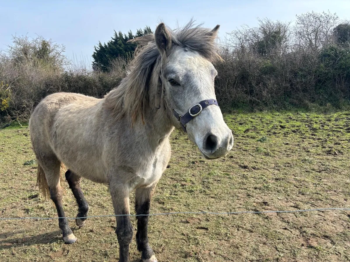 2 x Horses - Image 1