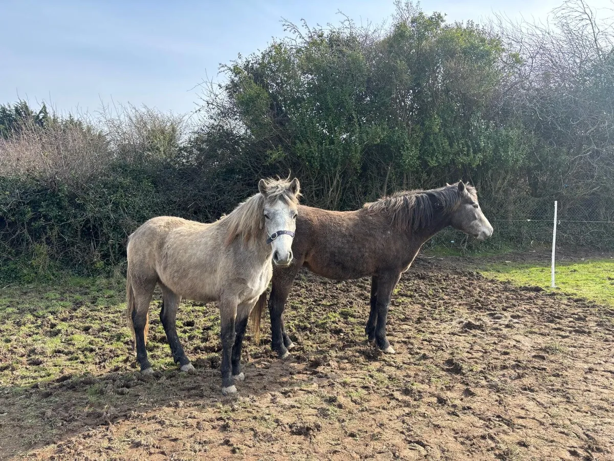 2 x Horses - Image 2