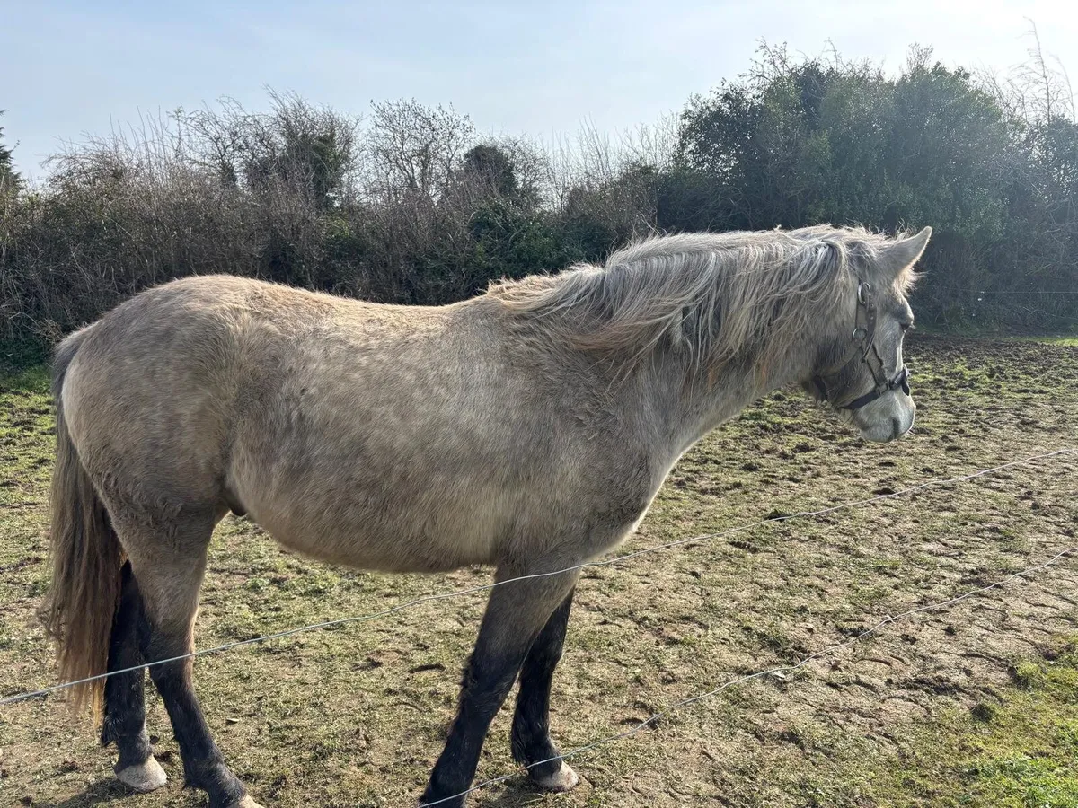 2 x Horses - Image 3