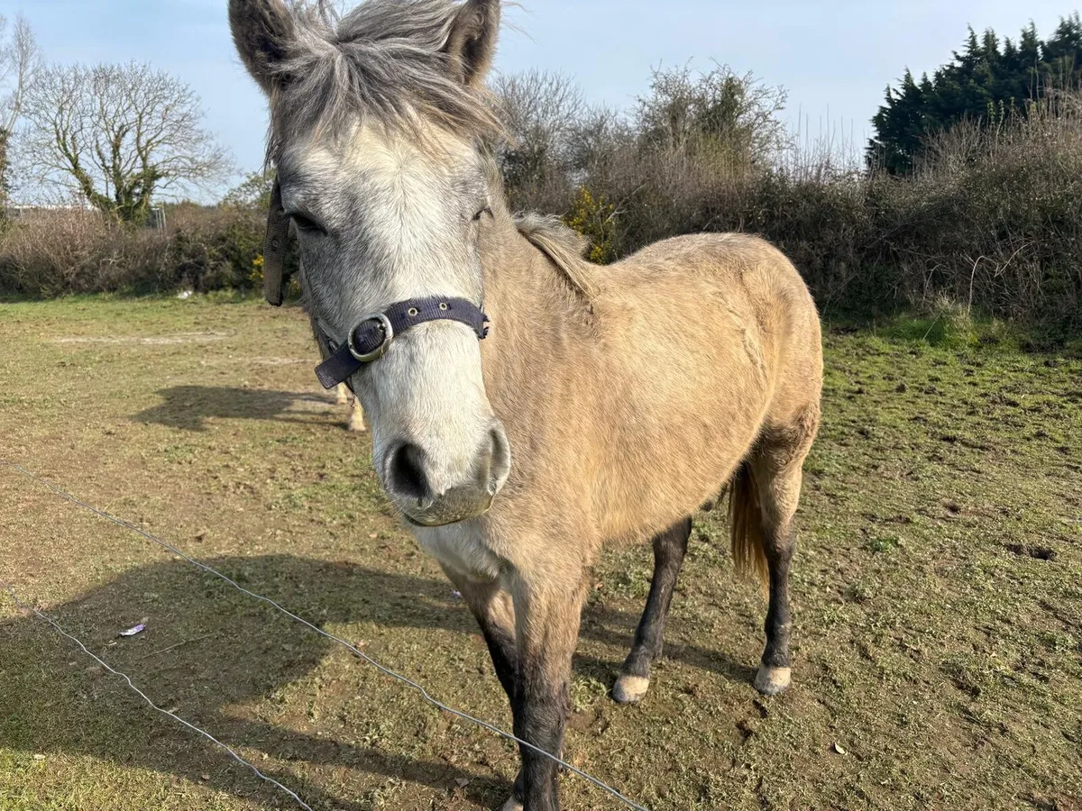 2 x Horses - Image 4