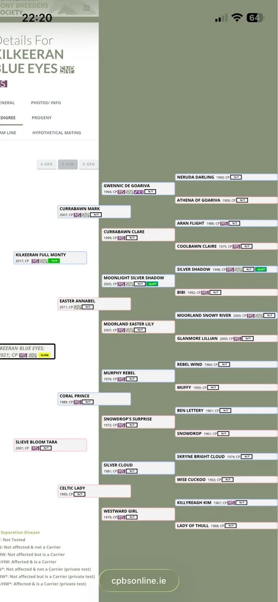 5yo connemara mare infoal to robe robin - Image 2