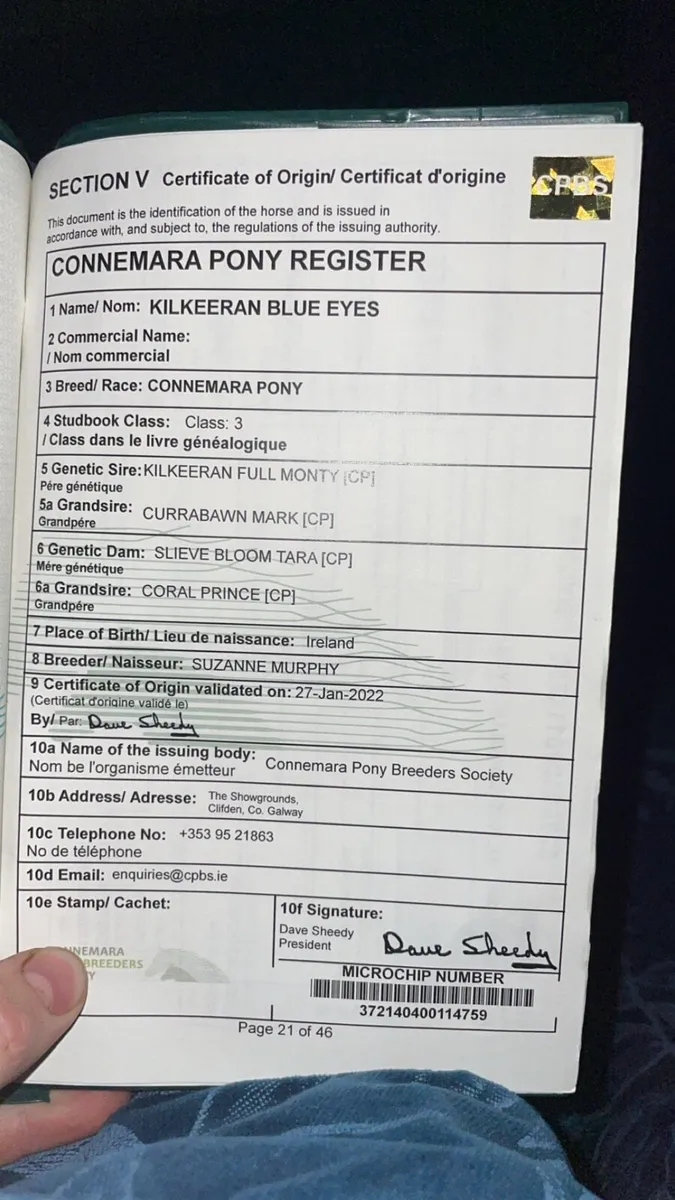 5yo connemara mare infoal to robe robin - Image 3