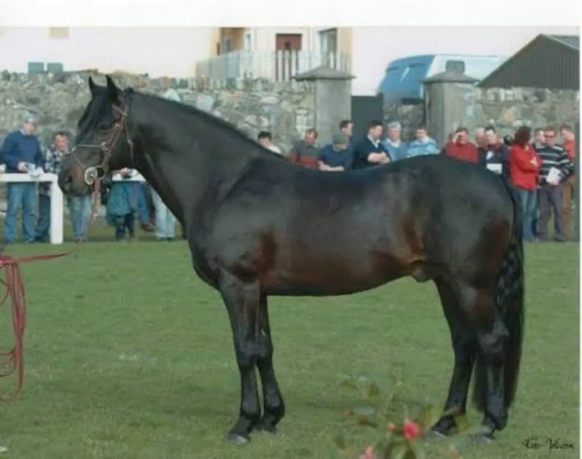 5yo connemara mare infoal to robe robin - Image 4