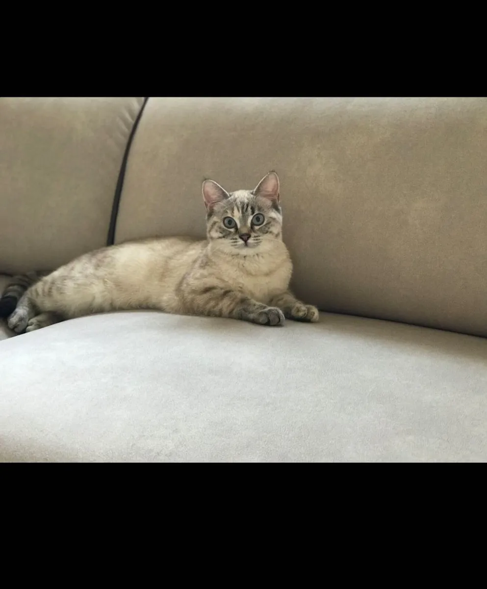 British shorthair X Ragdoll - Image 3