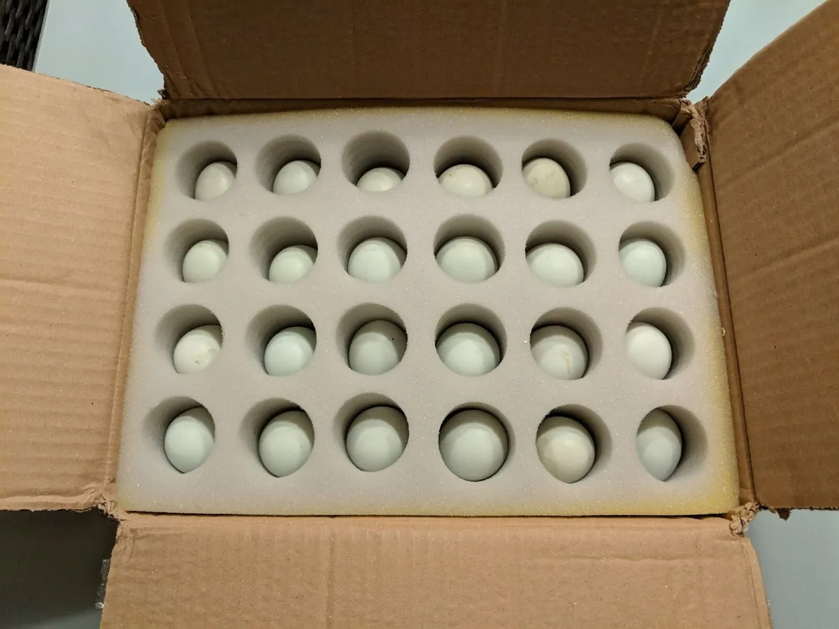 hatching eggs, Salmon Faverolle, Opal Legbar, more - Image 3