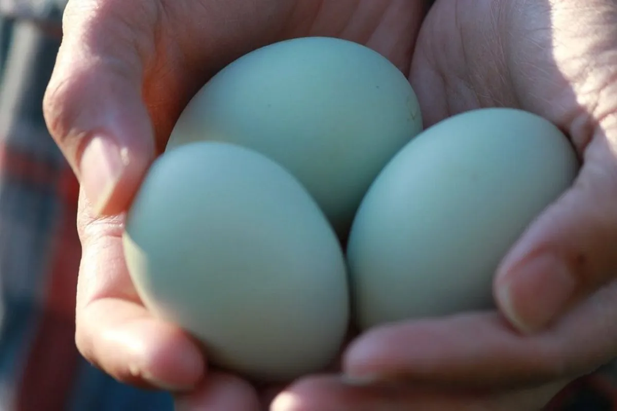 hatching eggs, Salmon Faverolle, Opal Legbar, more - Image 4