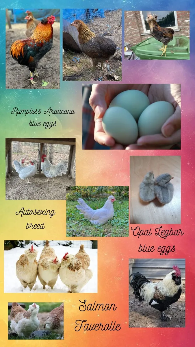 hatching eggs, Salmon Faverolle, Opal Legbar, more - Image 1