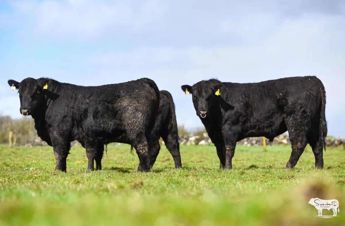 Pb Angus Bulls⭐️⭐️⭐️⭐️⭐️ - Image 4