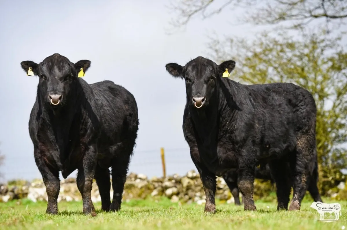 Pb Angus Bulls⭐️⭐️⭐️⭐️⭐️ - Image 3