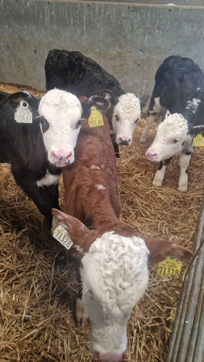 Heifer calves - Image 2