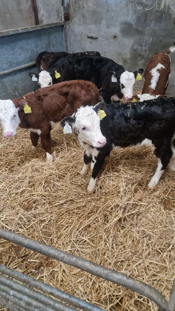 Heifer calves - Image 1